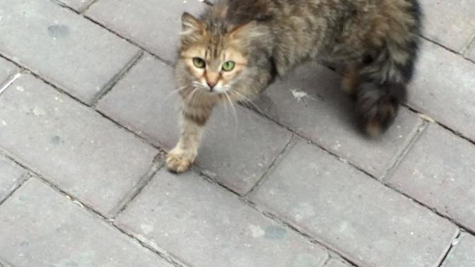 Elimi kedi tirmaladi bisey olurmu?