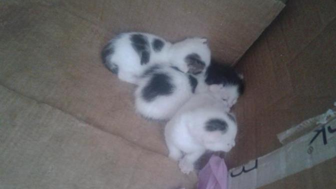 Terkedilmiş 3 kedi yavrusu?