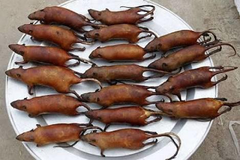 17 tane kızarmış fare yemeniz için  , 172 bin Tl₺ verseler kabul edermisiniz 😯🐀🔴?