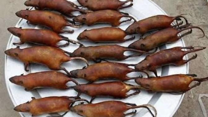 17 tane kızarmış fare yemeniz için , 172 bin Tl₺ verseler kabul edermisiniz 😯🐀🔴?
