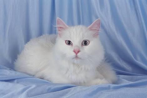 Kedi cins seçimi?