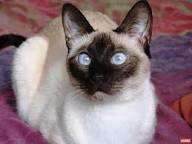 Kedi cins seçimi?