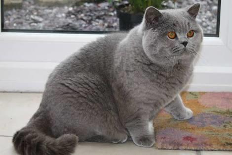 Kedi cins seçimi?