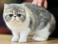 Kedi cins seçimi?