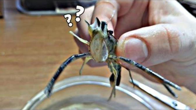 Homunculus nedir biliyormusunuz (Dikkat iğrenç içerik) ?