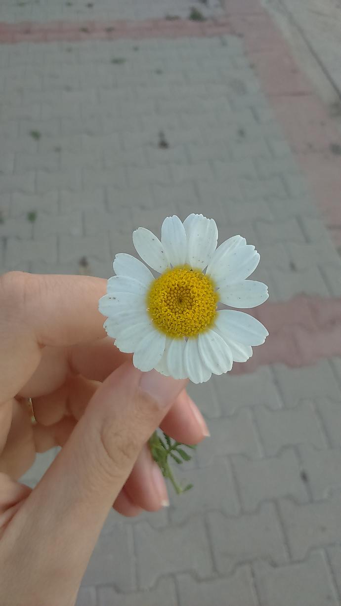 Sizce bu papatyada kaç yaprak var?