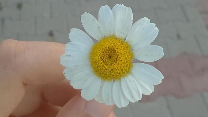 Sizce bu papatyada kaç yaprak var?
