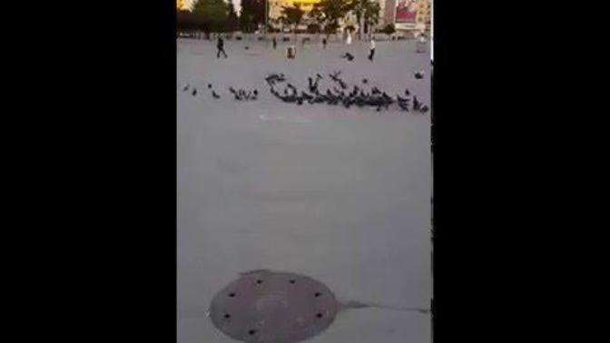 Ağzım açık kaldı. Kuşlar Buğdayla Yazılan ‘Allah’ Yazısına Dokunmadı. Bununla ilgili ne düşünüyorsunuz?