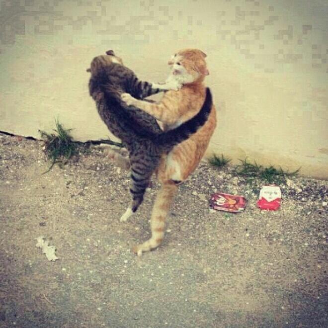 #Dövüşen Kadınlar Hakkında Ne Düşünüyorsunuz?