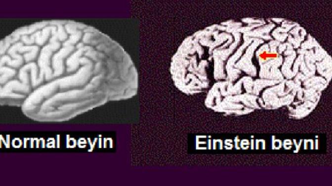 Einstein'ın beyni hakkında ne düşünüyorsunuz?