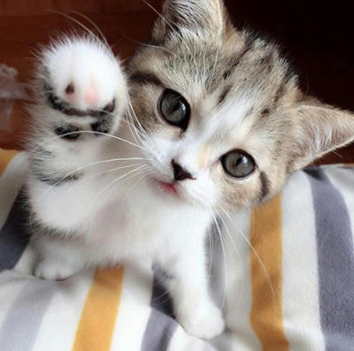 Hayvan severler buraya part 2🐈🐱 Sizcede çok tatlı, güzel ve ponçik değil mi 😍😍😍😍😍?
