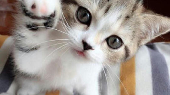 Hayvan severler buraya part 2🐈🐱 Sizcede çok tatlı, güzel ve ponçik değil mi 😍😍😍😍😍?