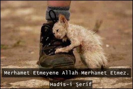 Hayvanlara karşı merhametsiz olanlar, insan mı?