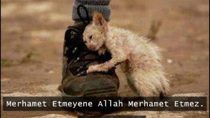 Hayvanlara karşı merhametsiz olanlar, insan mı?