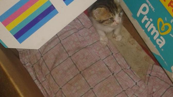 Sevgili arkadaşlar yavru kedi besliyorum dışarda yardım?
