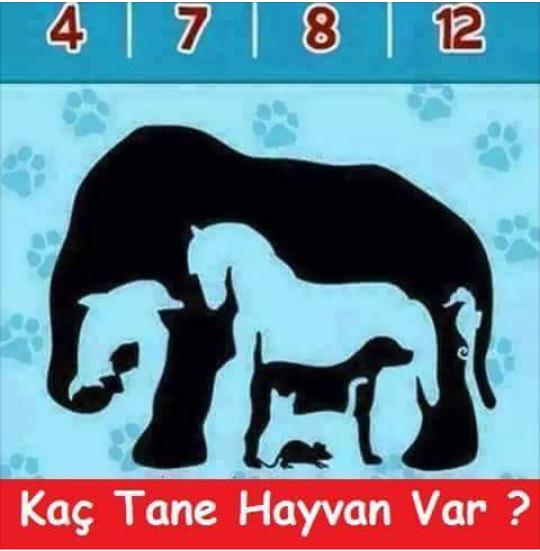 bu resimde kaç tane hayvan var kimler dogru tahmin edecek bakalim 😳😮😶😯(resimli)?