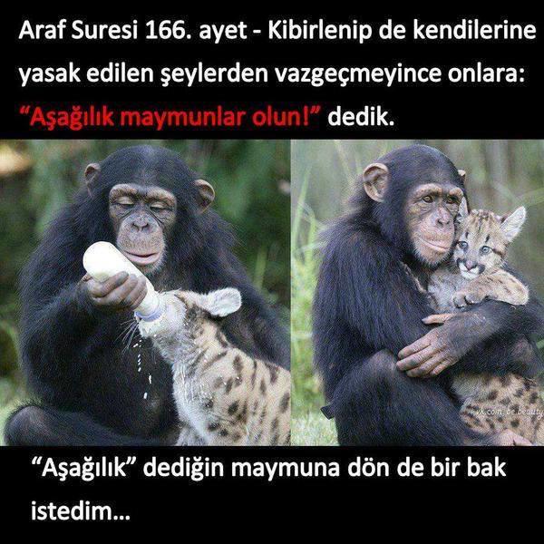 Kuranı kerim maymunlara neden aşağılık der?