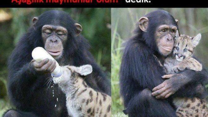 Kuranı kerim maymunlara neden aşağılık der?