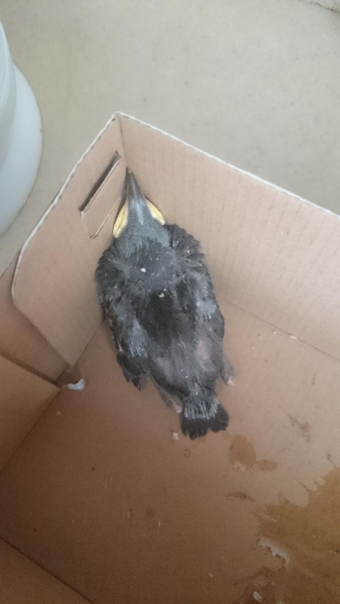 Arkadaslar bu kusun türünü bilen var mı ve yavru kus neyle beslenir?