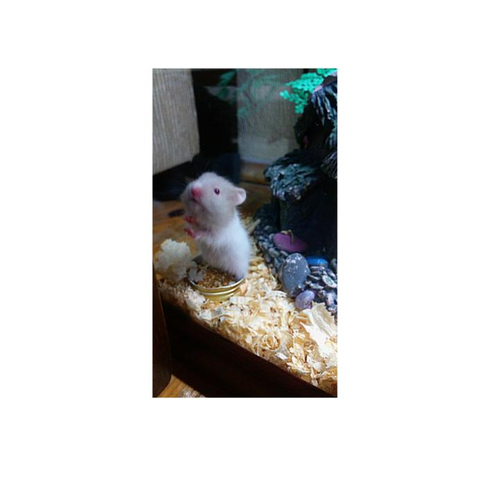 Arkadaşlar hamster alacağım. Suriye mi, Gonzales mi sizce?