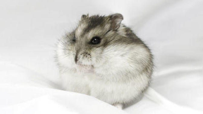 Arkadaşlar hamster alacağım. Suriye mi, Gonzales mi sizce?