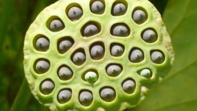 Tripofobi yani delik fobisi hakkında bilginiz var mı? Bunun tedavisi yok mu ya da sizin bir fikriniz (resimli)?