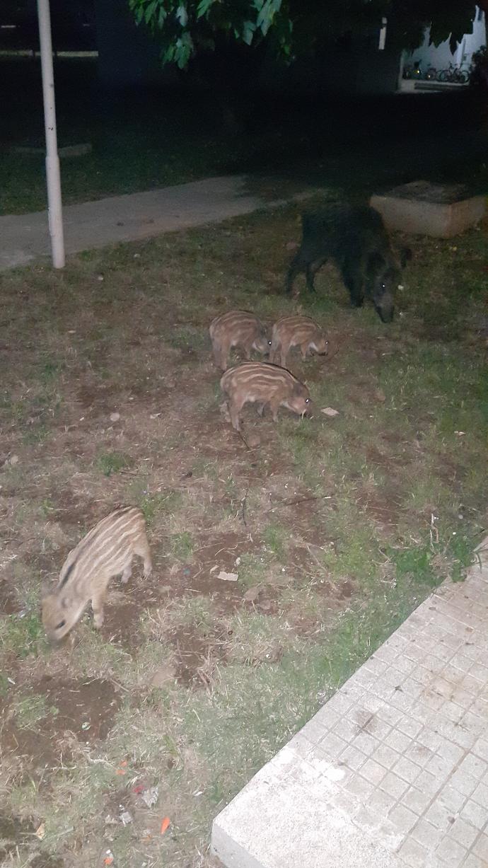 Hayatınız da hiç böyle domuz gördünüz mü?