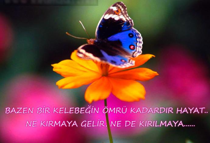 Kelebek olsaydınız o kısacak bir gününüzü nasıl geçirirdiniz?