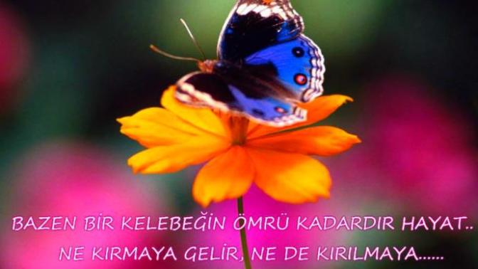 Kelebek olsaydınız o kısacak bir gününüzü nasıl geçirirdiniz?