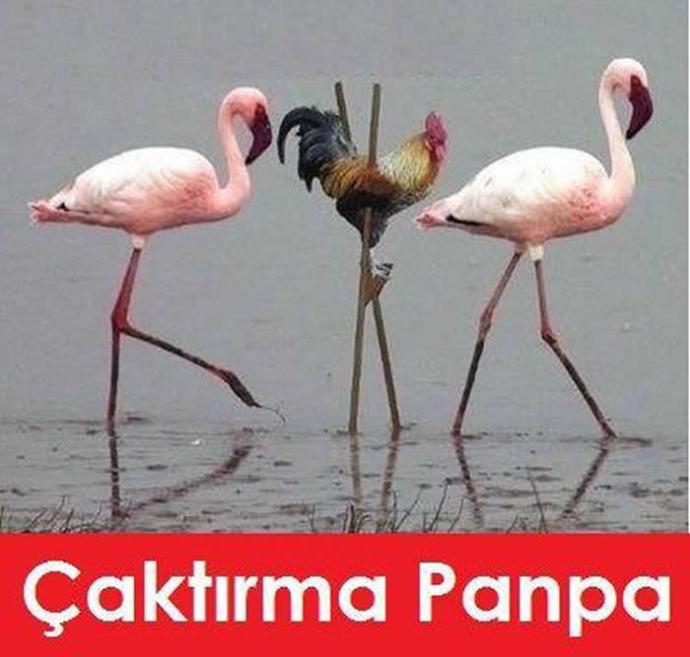 pampa ne demek