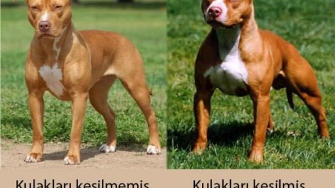 Pitbull cinsi köpeğim var kulaklarını kesmeli miyim?