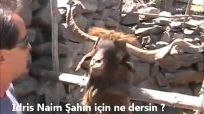 KEÇİLER NEDEN TÜKÜRÜR?