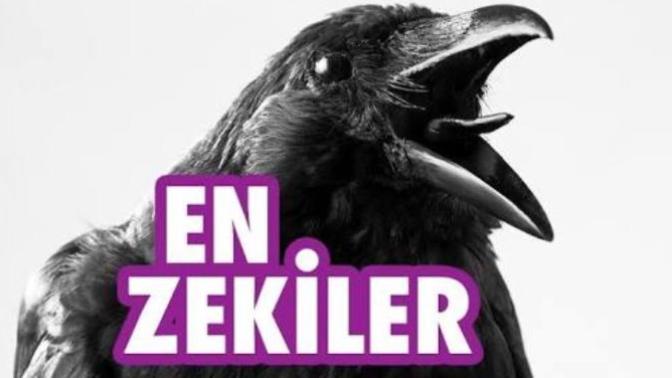Hangi burçlar daha zekidir?