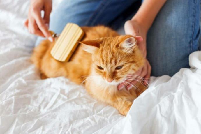 Kedi sabunla yıkanır mı?