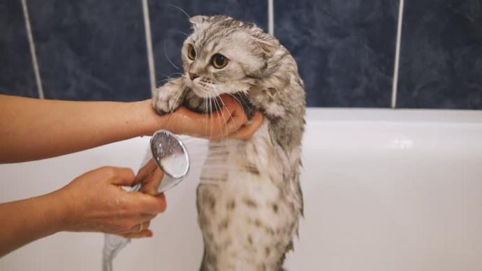 Kedi Dalin'le yıkanır mı?