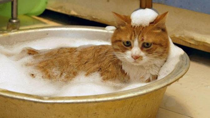 Kedi insan şampuanıyla veya sabunla yıkanır mı?