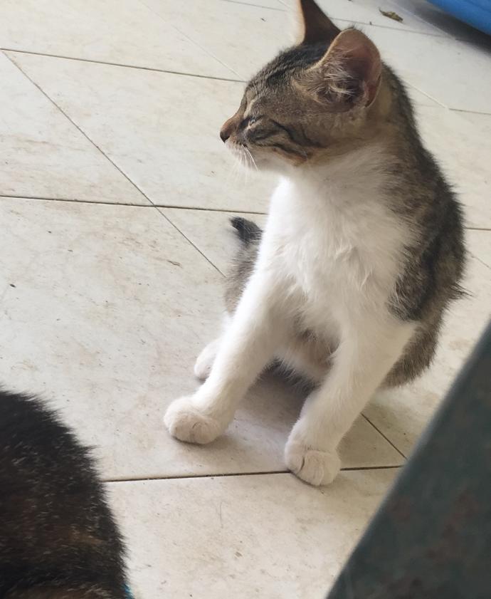 Beslediğim kedi çok mu zayıf?