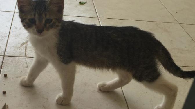 Beslediğim kedi çok mu zayıf?