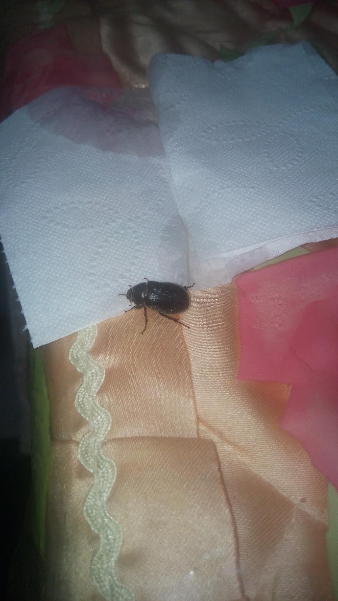 Bu böcek ne ya bilen var mı garip geldi bana ucuyor?