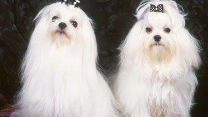 Köpek korkumu nasıl yenebilirim?