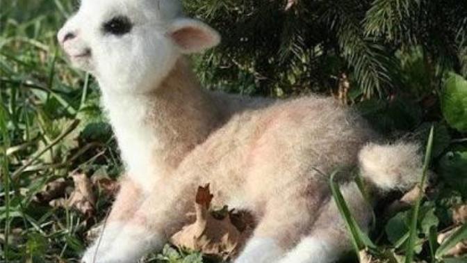 Lamalar sizce de çok tatlı değiller mi☺?