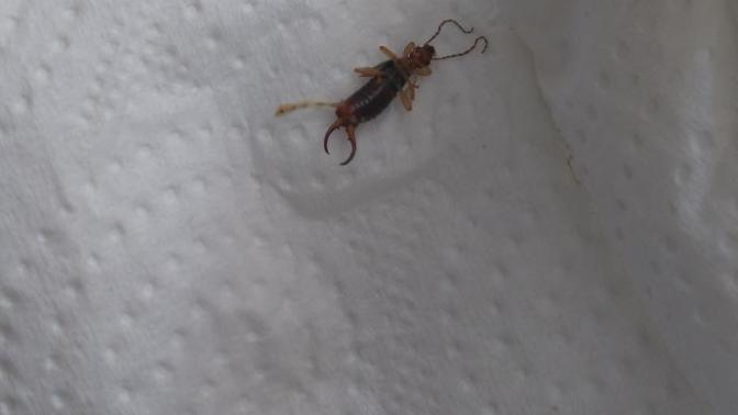 Bu hangi böcek türü ve zehirli midir?