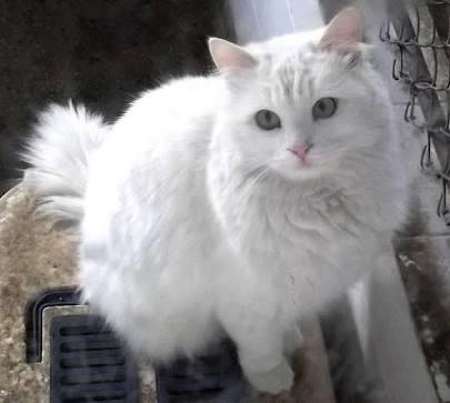 Ankara kedisi sahiplenicem, kedi aşıları ve gerekliliği hakkında fikir sahibi olanlar 😺 ?