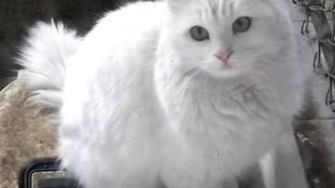  Ankara  kedisi sahiplenicem, kedi aşıları ve gerekliliği hakkında fikir sahibi olanlar 😺 ?