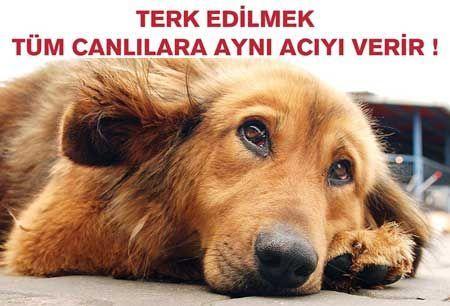 Köpekler ücretsiz olarak sahiplendirilseydi, sokaklara terk edilmiş veya belediye barınaklarında bırakılmış sahipsiz köpek sayısı azalır mıydı?