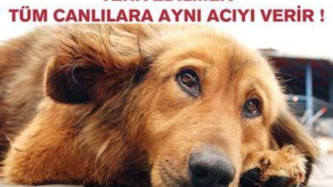Köpekler ücretsiz olarak sahiplendirilseydi, sokaklara terk edilmiş veya belediye barınaklarında bırakılmış sahipsiz köpek sayısı azalır mıydı?