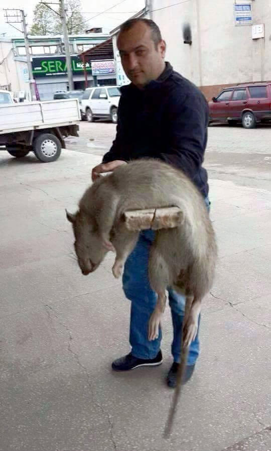 Olması gereken boyutun üzerinde anormal bir hayvan gördünüz mü?