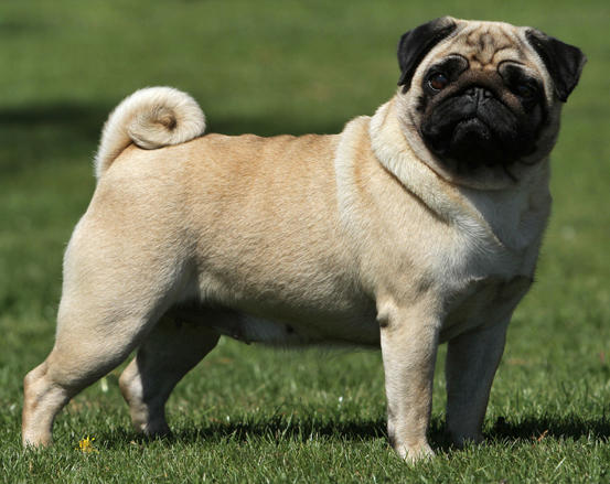 Pug mı Jack Russel Terrier mi?