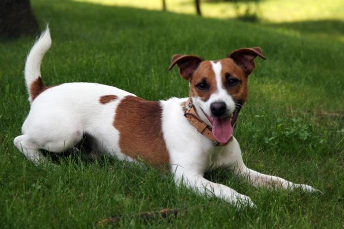 Pug mı Jack Russel Terrier mi?