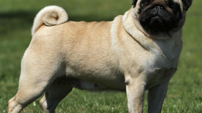 Pug mı Jack Russel Terrier mi?